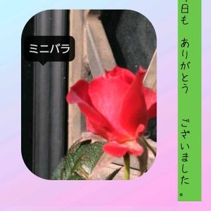 ミニバラ,スマホ撮影,今日も笑顔で♡,今を生きる,穏やかな毎日の画像