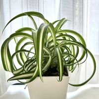 オリヅルラン,オリヅルラン ボニー,観葉植物,PR,三ツ星品質モニターの画像