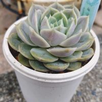 エケベリア,オウンスロー,オウンスロー,多肉植物,小さな花壇の画像