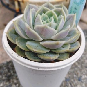 エケベリア,オウンスロー,オウンスロー,多肉植物,小さな花壇の画像