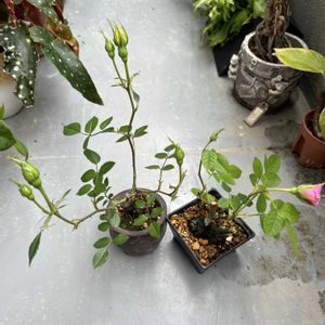 盆栽,観葉植物,鉢花,花のある暮らし,おうち園芸の画像