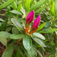 ツツジ,ボケ,赤い花,金曜日の蕾たち,伊丹市昆陽池公園の画像