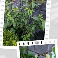 ハナモモ,西側植え込みの画像