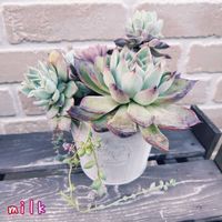 ファイアーピラー,オデロイ,ハジン,夕焼けの舞,寄せ植えの画像