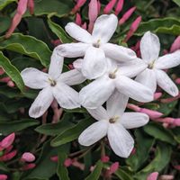 ジャスミン,散歩道の画像