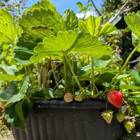 イチゴ,鉢植え,可愛い〜♡,多年草,花のある暮らしの画像