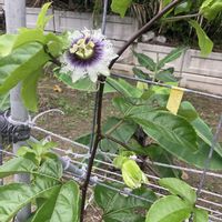 パッションフルーツの画像