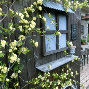 バラ,モッコウバラ,ガーデニング,ナチュラルガーデン,咲いた！の画像