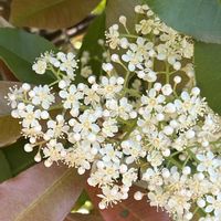 カナメモチ,近所のお寺,金曜日の蕾たちの画像