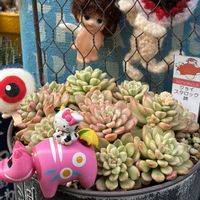 リトープス,ジョイスタロック錦,サントリーマックスマム朝焼けピンク,❤️いいね、ありがとう,ピーナッツ人形の画像