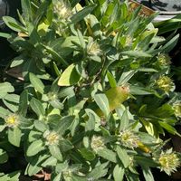 ガイラルディアの画像