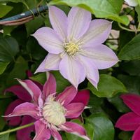 オダマキ,クレマチス,ワスレナグサ,ガーデニング,花のある暮らしの画像