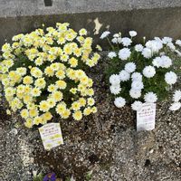 ボンザマーガレット,みやこわすれ,ヒメウツギ ライムシャンデリア,庭の画像