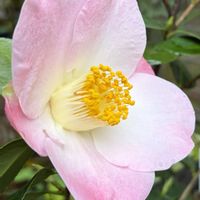 ツバキ,つばき,椿・貴婦人,花のある暮らし,小さな庭の画像