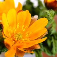 フクジュソウ,福寿草,押し花,今日の一枚,北海道の画像