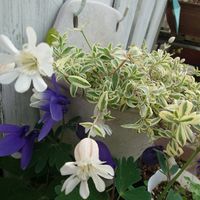 シレネ,ミヤマオダマキ,白い花,ずっと一緒,ソニーエンジェルの画像