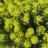 ハナミズキ,ライラック,さくら サクラ 桜,リキュウバイ（利休梅）の画像