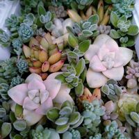 黄金花月,多肉植物いろいろ,多肉植物,多肉寄せ植え,多肉棚の画像