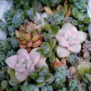 黄金花月,多肉植物いろいろ,多肉植物,多肉寄せ植え,多肉棚の画像