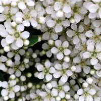 ピラカンサ,花のある暮らし,植中毒,花自慢,花中毒の画像