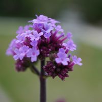 芝生,三尺 バーベナ,✨噴水⛲️✨,花壇,こぼれ種の画像