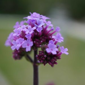 芝生,三尺 バーベナ,✨噴水⛲️✨,花壇,こぼれ種の画像