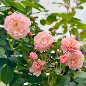 ヒューケラ,つるバラ コーネリア,ヒューケレラ,ヒューケレラ フレッシュグリーン,ガーデニングの画像