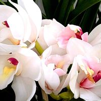 カランコエ,シンビジウム,ラン,キンリョウヘン(金稜辺),祈る震災復興の画像