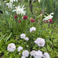 アルメリア,スイセン　タリア,春のお花,春の庭の画像