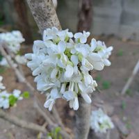 ハナズオウ,白い花,個性的,花のある暮らし,緑のある暮らしの画像