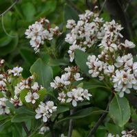 シャリンバイの画像