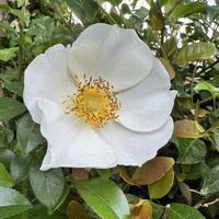 ナニワイバラの画像