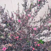 ギョリュウバイ,玄関アプローチの画像