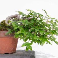 トウカエデ,盆栽の画像