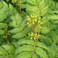 サンショウ,無農薬栽培,SDGs,金曜日の蕾たち,庭の画像