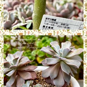 アデニウム,ジュピター,エケベリア  ジュピター,多肉植物,ダイソーの画像