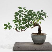 アケビ,盆栽の画像