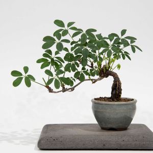 アケビ,盆栽の画像