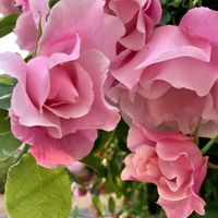 ツキヌキニンドウ,ツキヌキニンドウ,ツキヌキニンドウ,スパニッシュビューティー,スパニッシュビューティーの画像