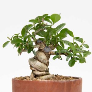 イボタ,盆栽の画像