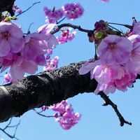 ムスカリ,ユキヤナギ,ソメイヨシノ,サトザクラ,我が家の小さな庭の画像