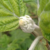 カシワバアジサイ,SDGs,金曜日の蕾たち,庭の画像