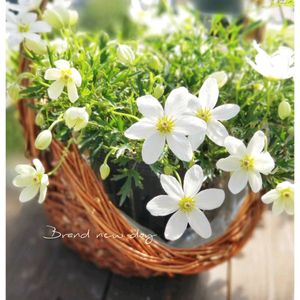 クレマチス　カートマニージョー,鉢植え,可愛い,白い花,花のある暮らしの画像