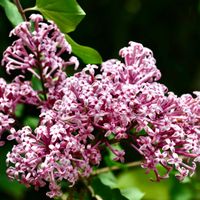 ライラック,横浜イングリッシュガーデン,横浜,モクセイ科,甘い香りの画像
