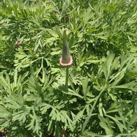 ハナビシソウ,種から,金曜日の蕾たち,庭の画像