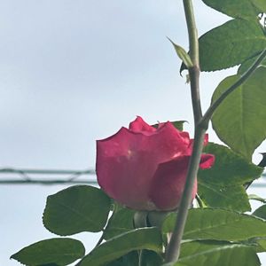 ガーデニング,ウッドデッキ,寄せ植え大好き,お迎え多肉,多肉箱の画像