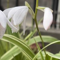 セッコク,斑入り白花シラン,平和を願う☆,小さな庭の画像