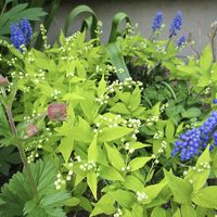 タイツリソウ,ヒメウツギ,地植え,花壇,小さな花の画像