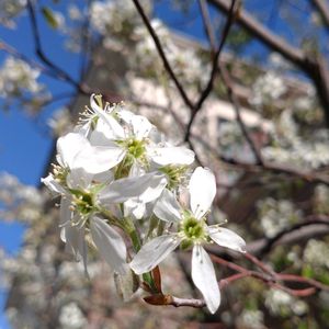 鉢植え,ガーデニング,散策,植え込みの画像