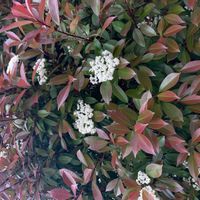 カナメモチの画像